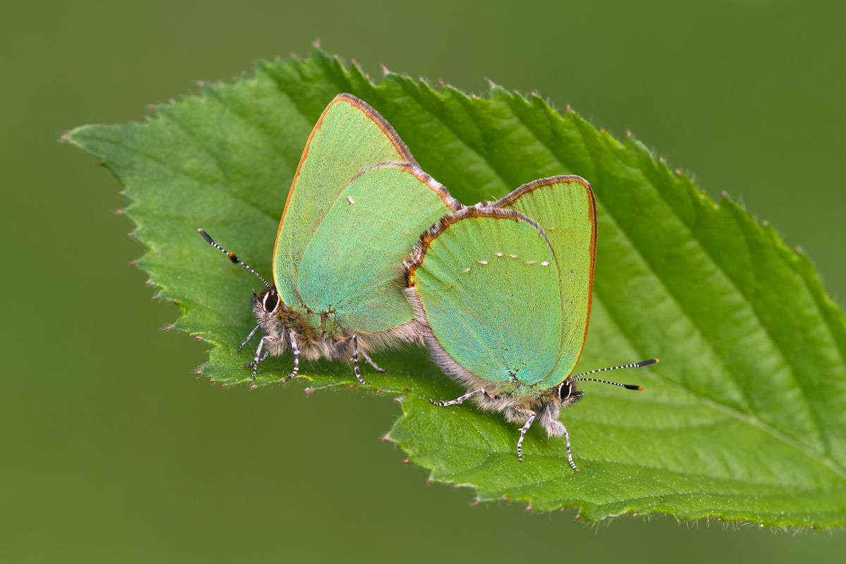 Green Hairstreak Butterflies Mating